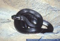 Natrix natrix, Ringelnatter, Grass Snake 